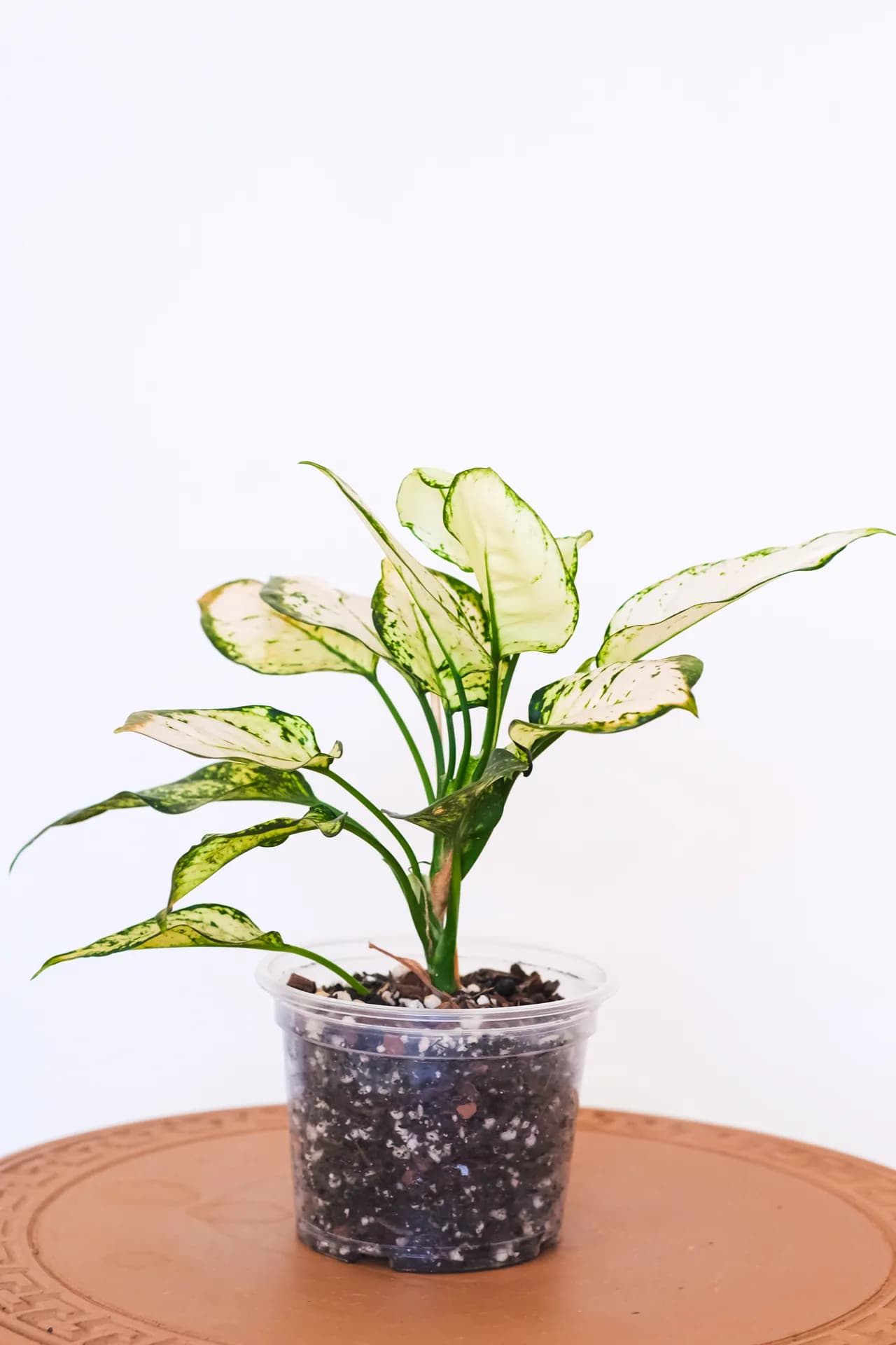 Aglaonema White Joy
