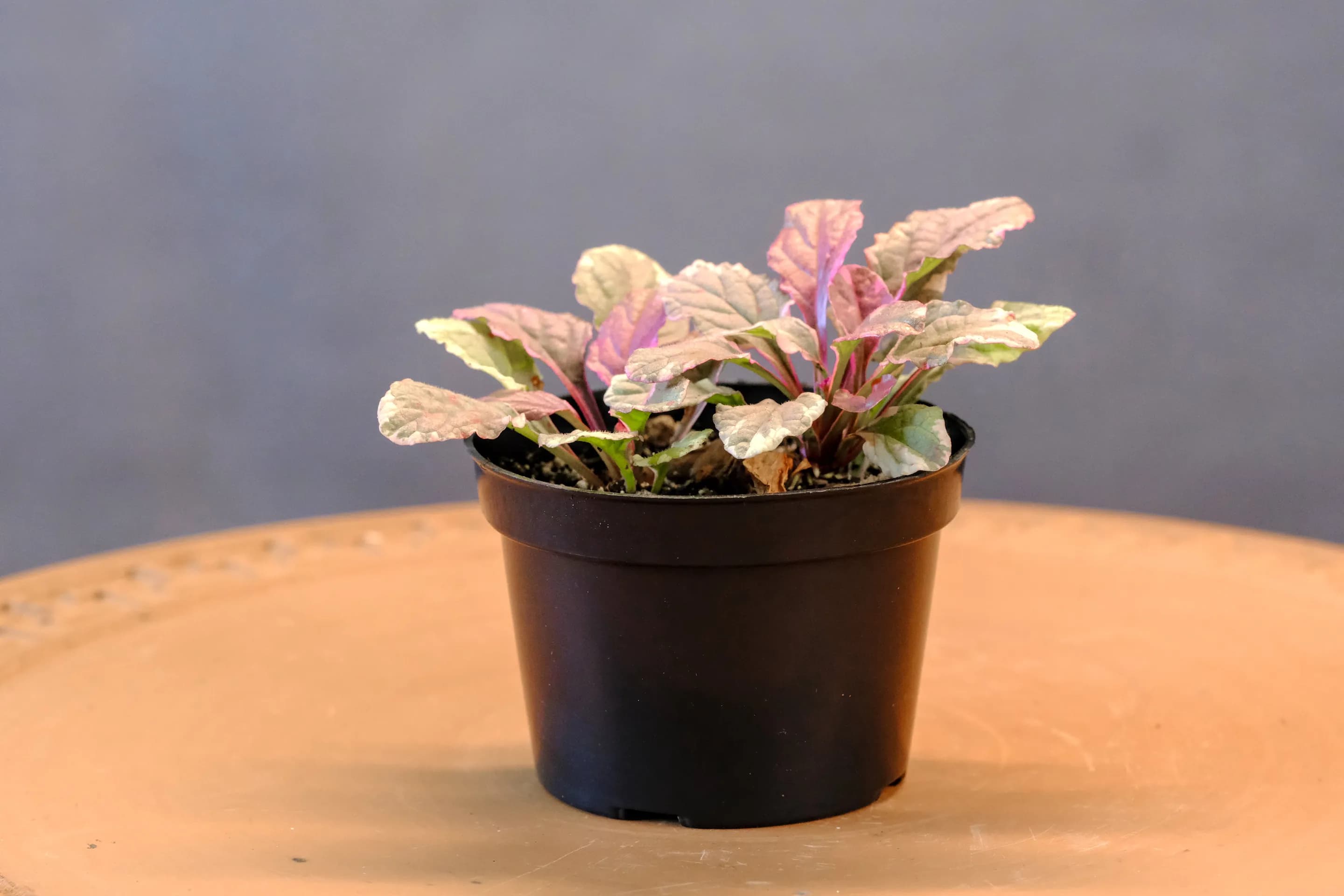 Ajuga
