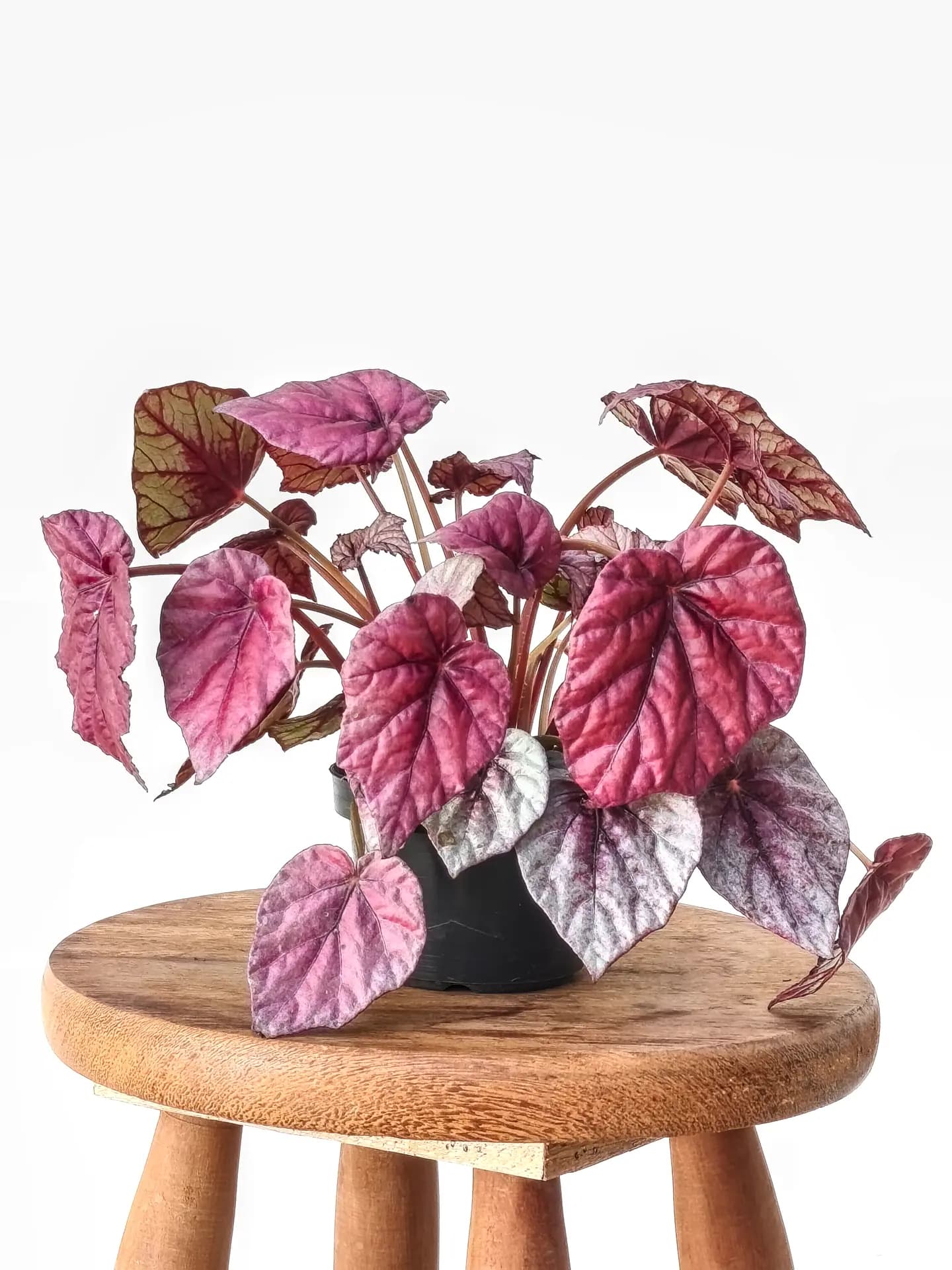Begônia Rex Beleaf