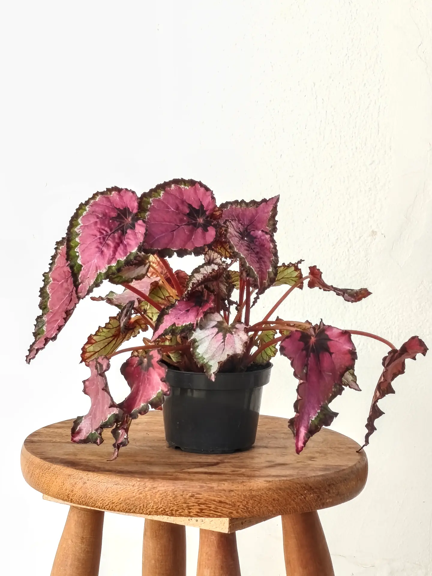 Begônia Rex Salsa