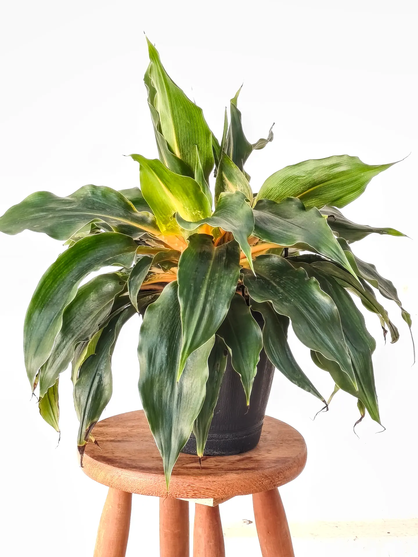 Lumina Cloro Phytum