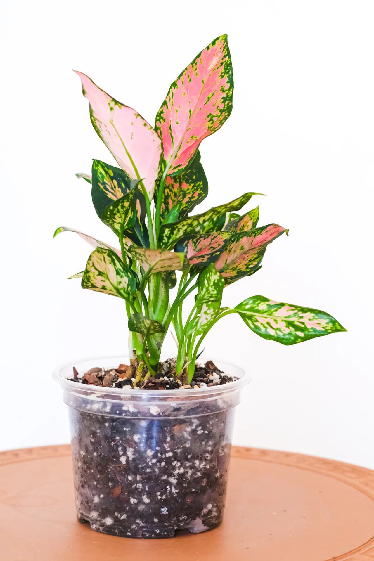 Aglaonema Pink Valentine