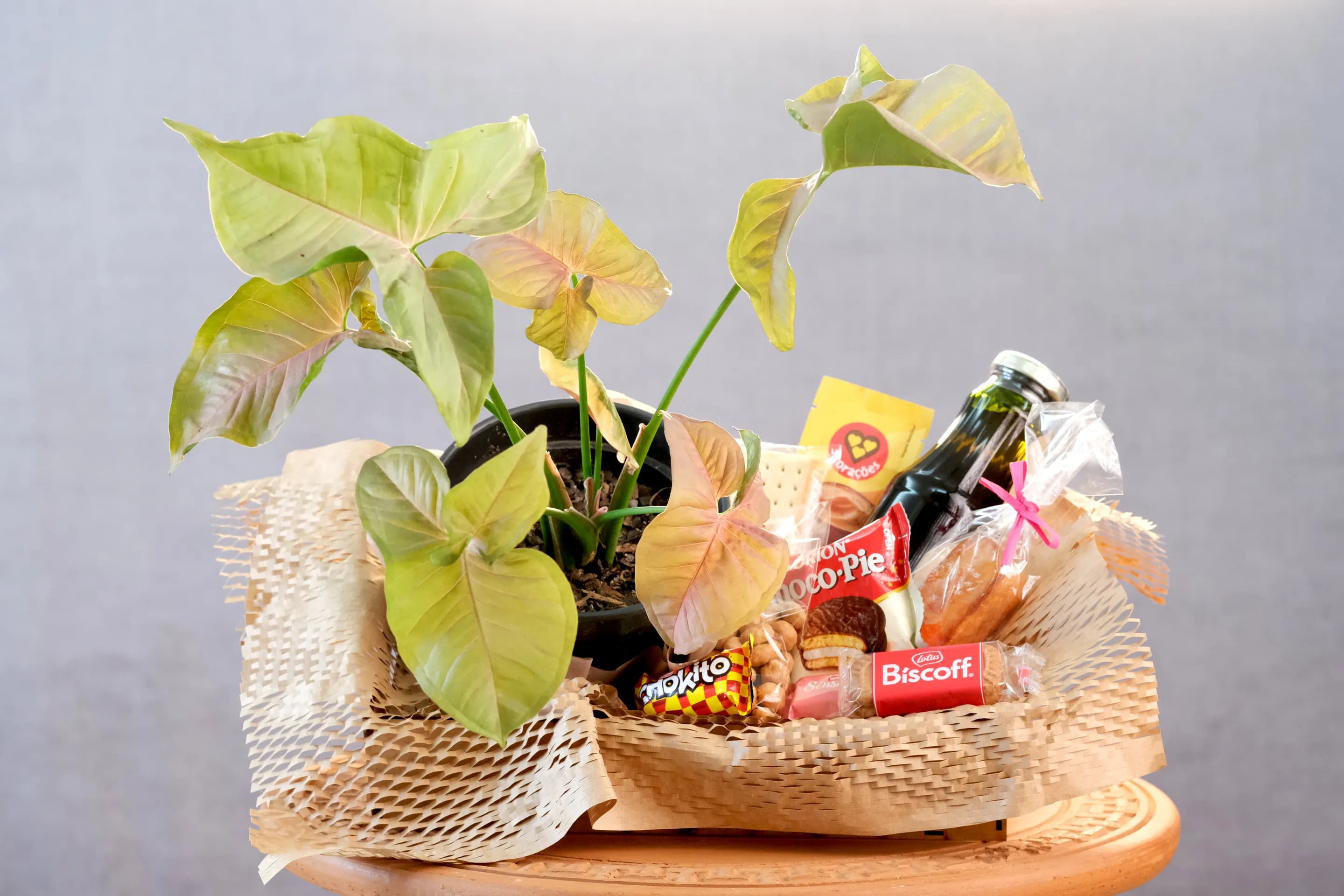 Cesta de Presente Syngonium Rosa
