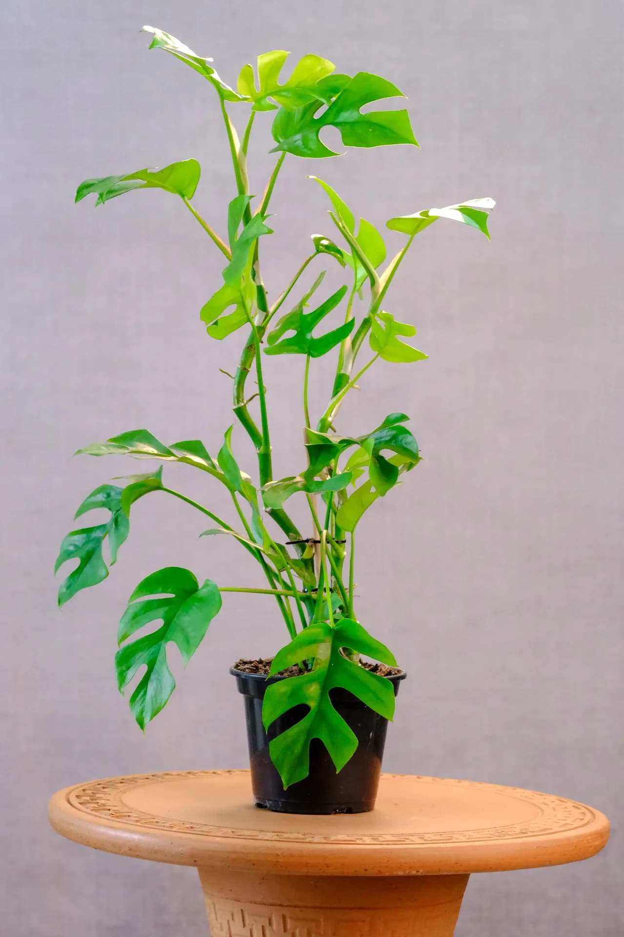 Rhaphidophora Tetrasperma