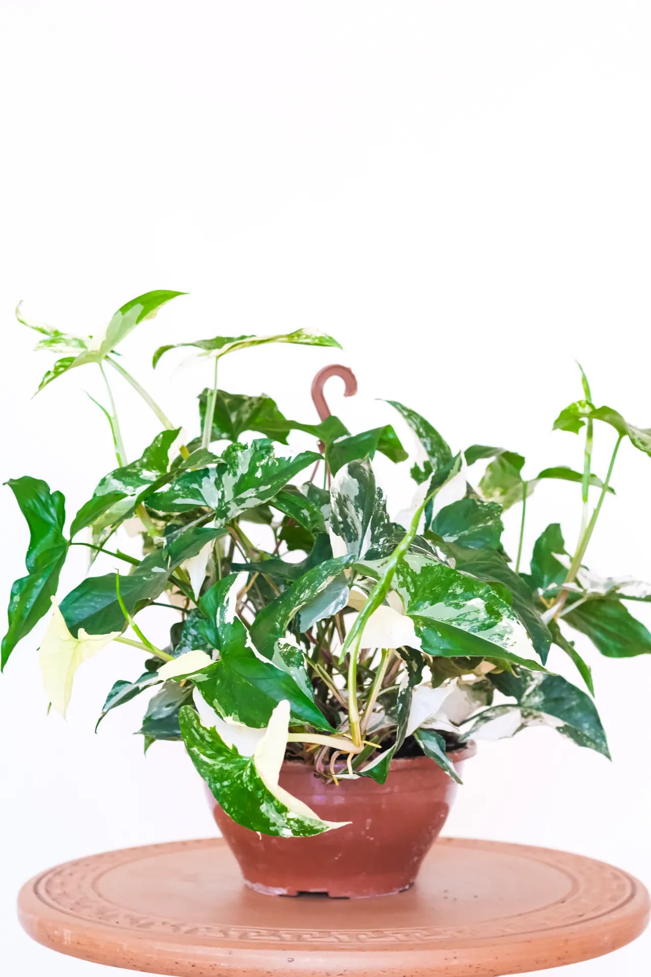 Syngonium Variegata Albo