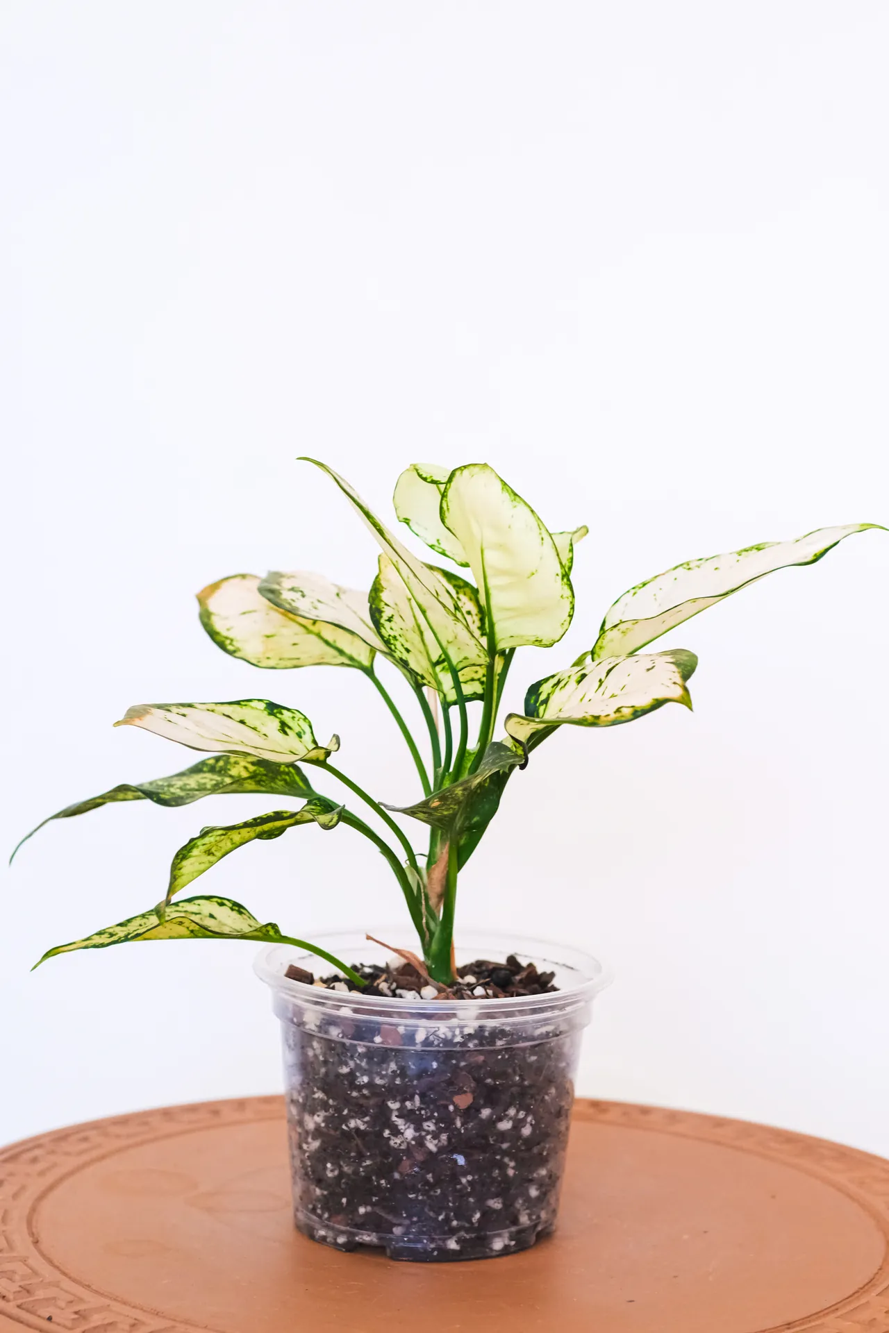 Aglaonema White Joy