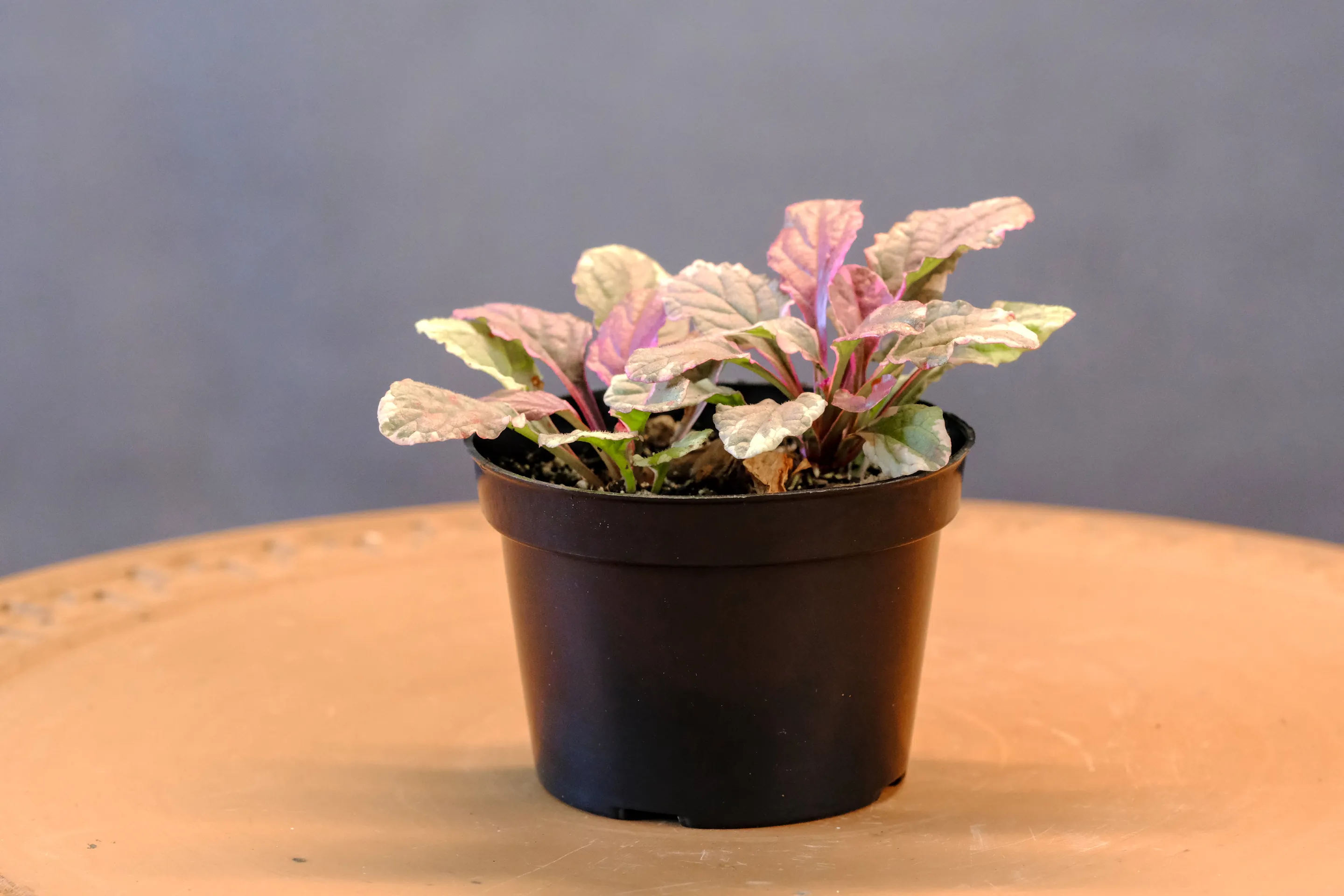 Ajuga