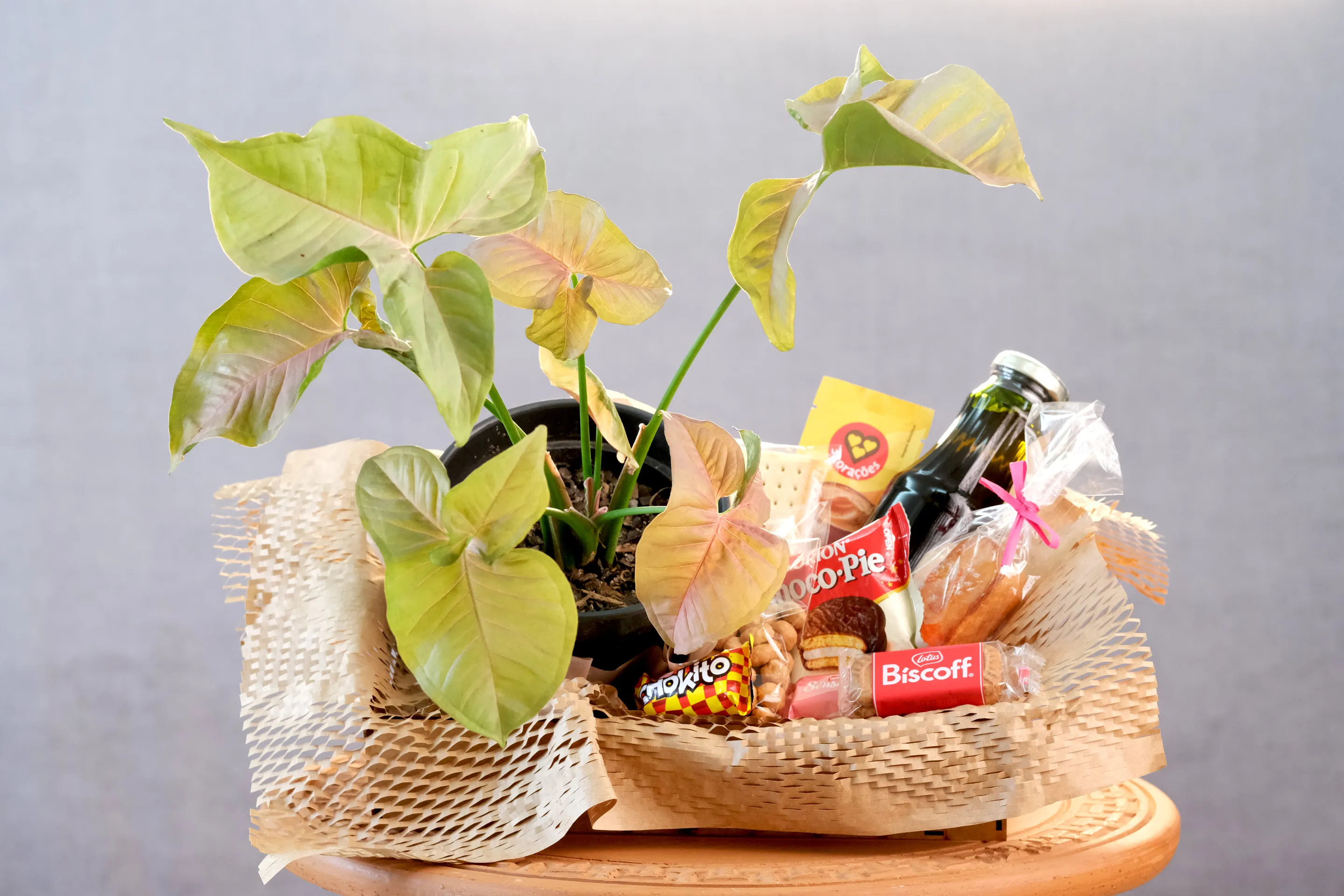 Cesta de Presente Syngonium Rosa
