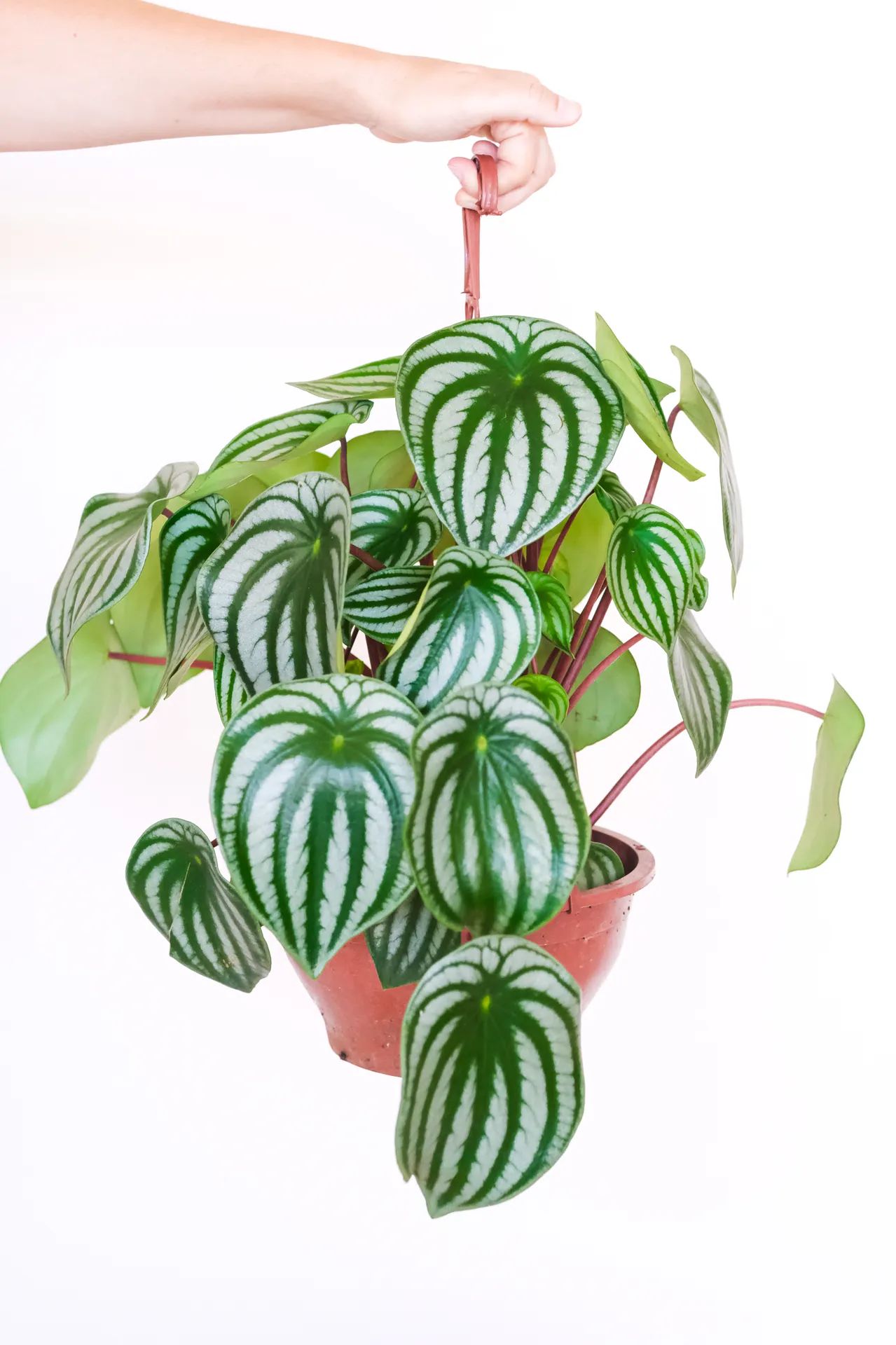 Peperômia Melancia