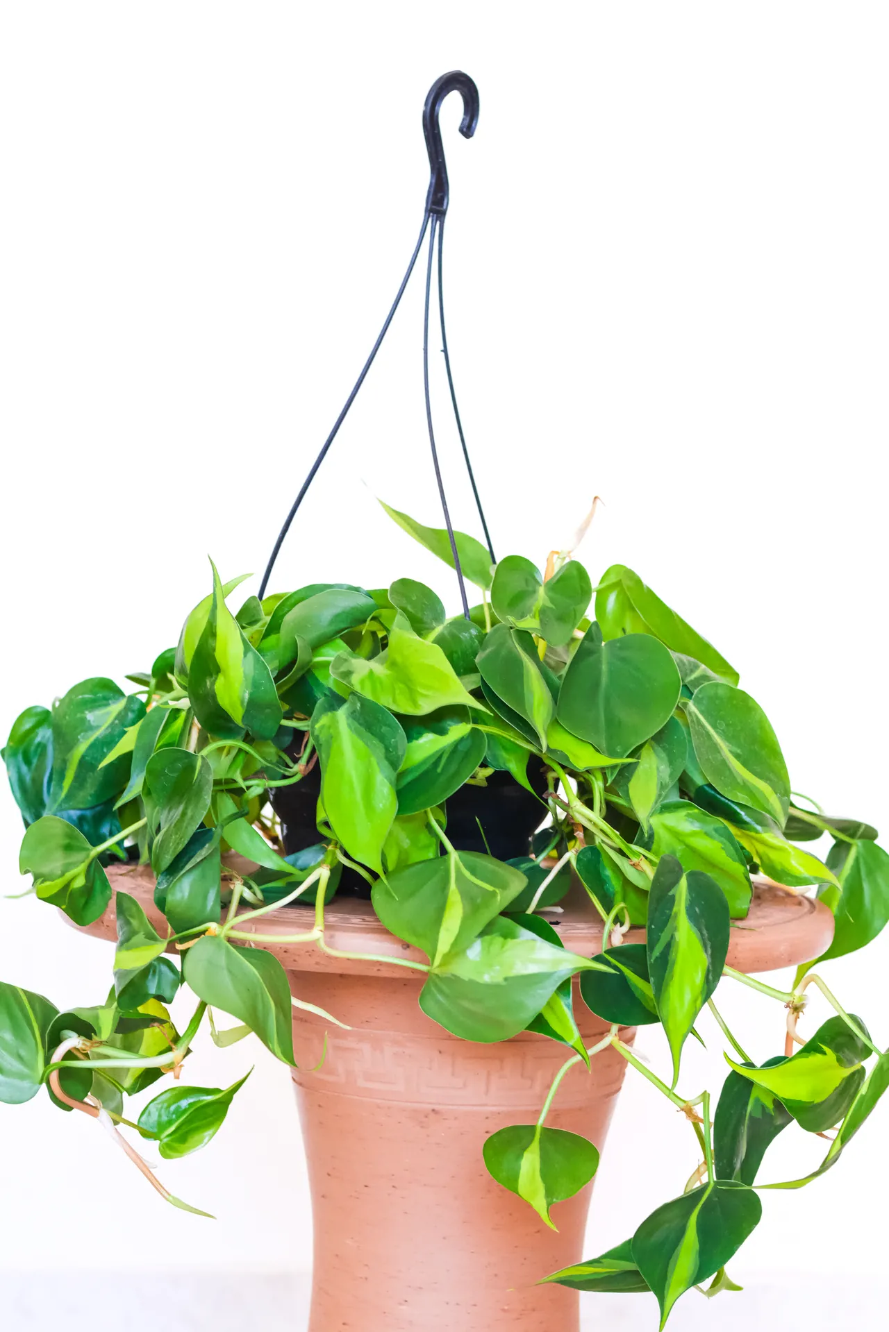 Philodendron Brasil