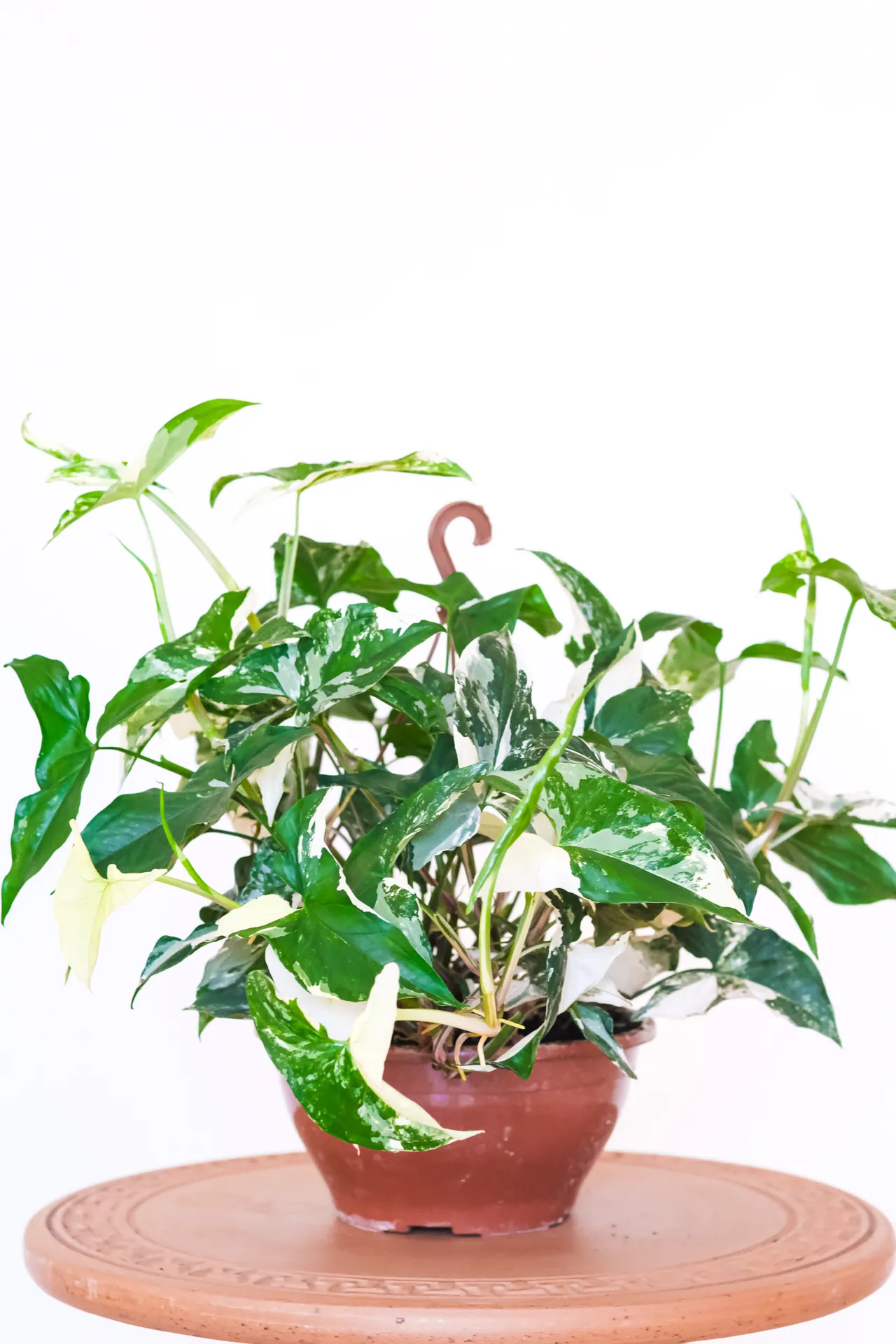Syngonium Variegata Albo