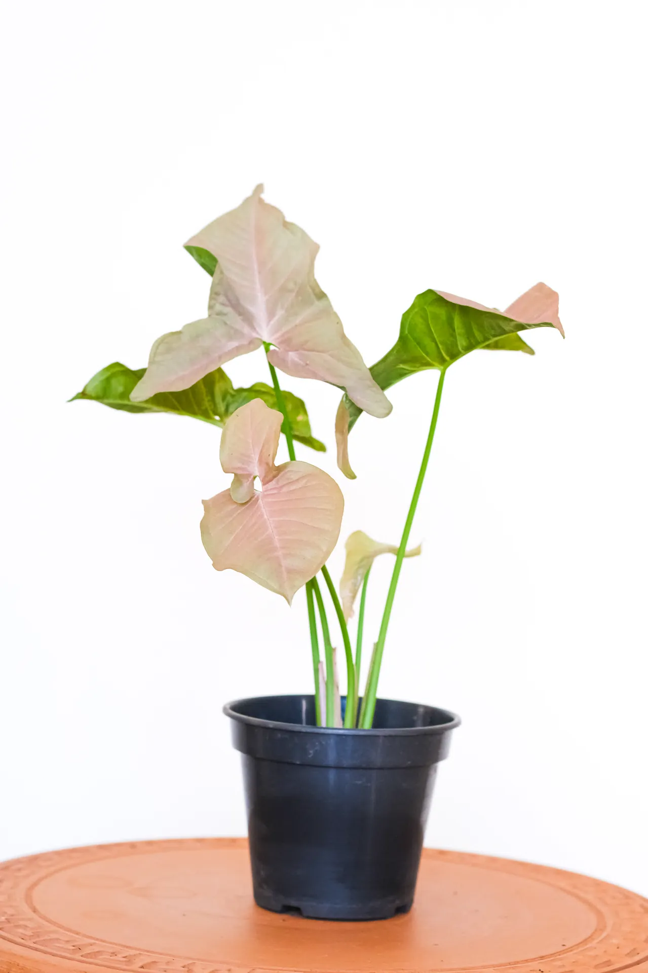Syngonium Variegata Rosa